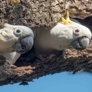 A wild Yellow-crested Cockatoos pair peeks out of a nest cavity