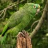 A wild Yellow-crowned Amazon perches on a stump