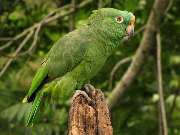 A wild Yellow-crowned Amazon perches on a stump