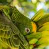 A Yellow-crowned Amazon preens