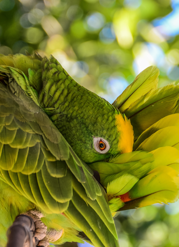 A Yellow-crowned Amazon preens