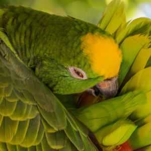 A Yellow-crowned Amazon preens itself