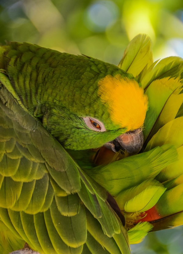 A Yellow-crowned Amazon preens itself