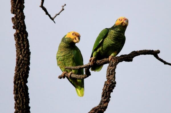 Wild Yellow-faced Parrots perch on a branch