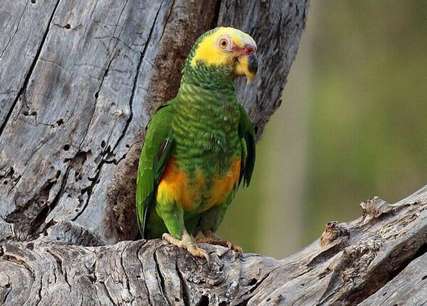 A wild Yellow-faced Parrot perches on a limb