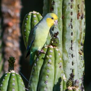 A wild Yellow-faced Parrotlet perches on a cactus