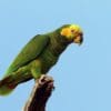 A wild Yellow-faced Parrot perches atop a branch