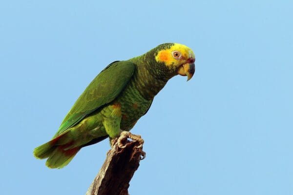 A wild Yellow-faced Parrot perches atop a branch