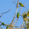 Wild Yellow-fronted Parrots perch in a tree