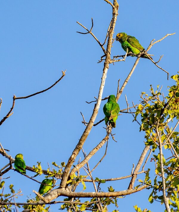 Wild Yellow-fronted Parrots perch in a tree