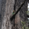 A wild Yellow-fronted Parrot perches in the crook of a tree