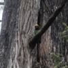 A wild Yellow-fronted Parrot perches in the crook of a tree