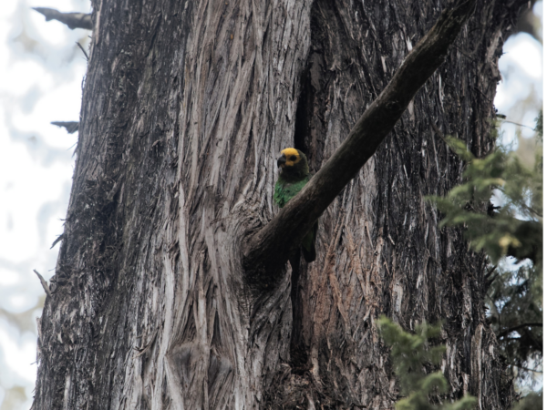 A wild Yellow-fronted Parrot perches in the crook of a tree