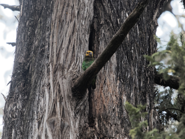 A wild Yellow-fronted Parrot perches in the crook of a tree