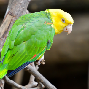 A Yellow-headed Amazon perches on a branch