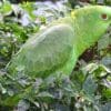 A wild Yellow-naped Amazon perches in a tree