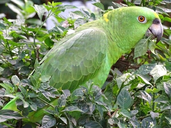 A wild Yellow-naped Amazon perches in a tree