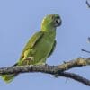 A wild Yellow-naped Amazon perches on a branch