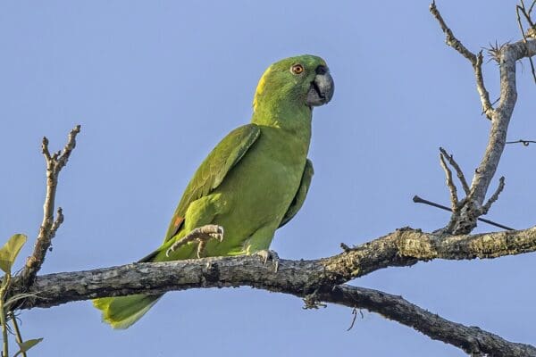 A wild Yellow-naped Amazon perches on a branch