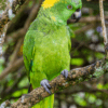 A wild Yellow-naped Amazon perches on a branch