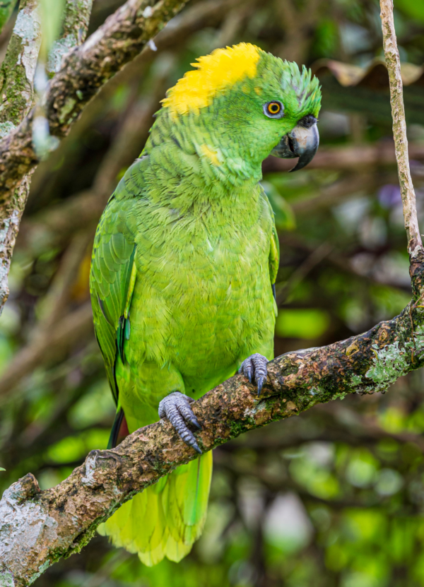 A wild Yellow-naped Amazon perches on a branch