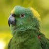 A closeup of a Yellow-naped Amazon