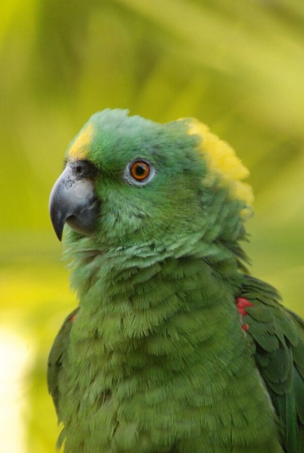 A closeup of a Yellow-naped Amazon