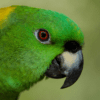 Closeup of Yellow-naped Amazon