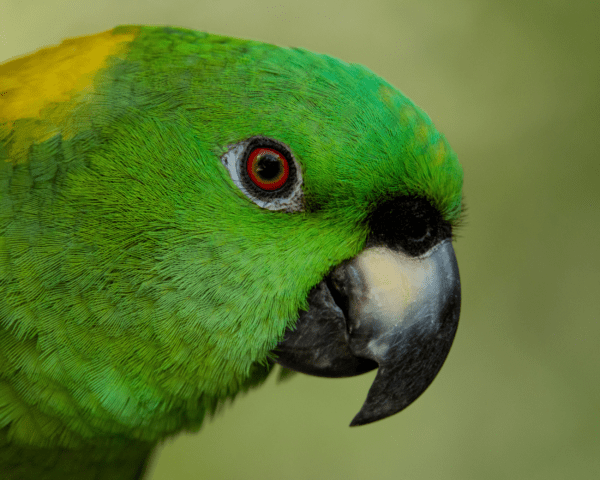 Closeup of Yellow-naped Amazon