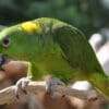 A Yellow-naped Amazon perches on a branch at Jurong Bird Park