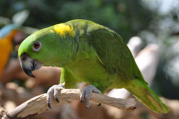 A Yellow-naped Amazon perches on a branch at Jurong Bird Park