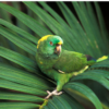 A wild Yellow-naped Amazon perches on a palm leaf