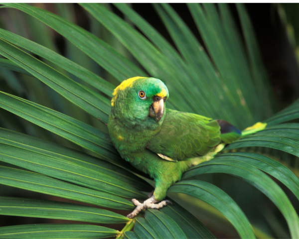 A wild Yellow-naped Amazon perches on a palm leaf