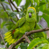 A wild Yellow-naped Amazon perches on a branch