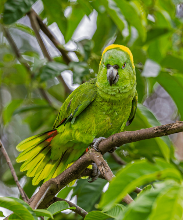 A wild Yellow-naped Amazon perches on a branch