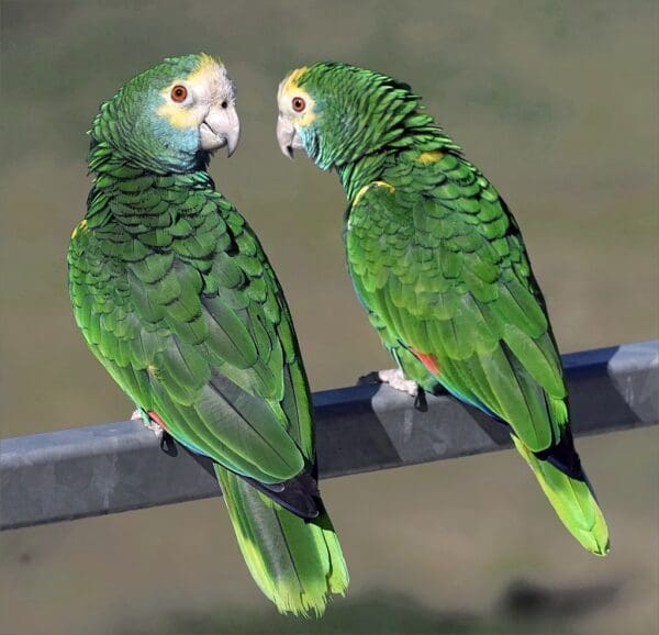 Yellow-shouldered Amazons perch on a bar at Zoo Parc de Beauval, France