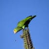 A wild Yellow-shouldered Amazon perches on a cactus