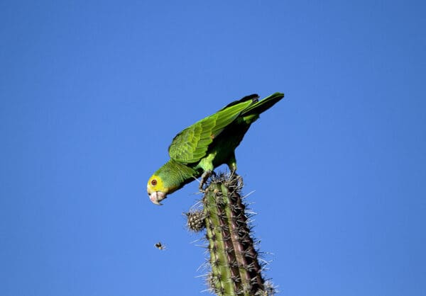 A wild Yellow-shouldered Amazon perches on a cactus