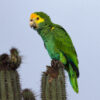 A wild Yellow-shouldered Amazon perches on a cactus