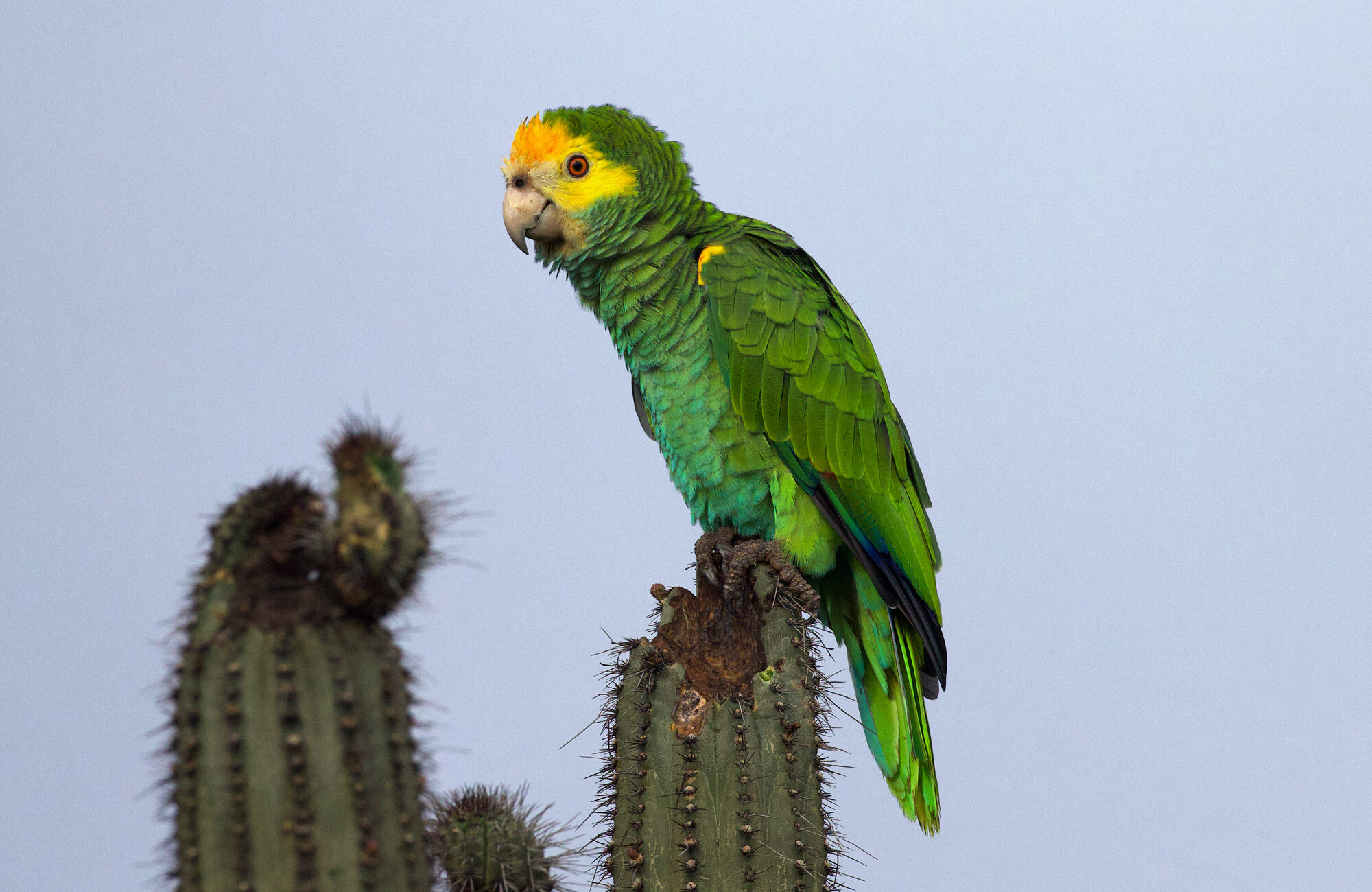 Yellow-shouldered Amazon Recovery