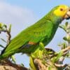 A wild Yellow-shouldered Amazon perches in a tree