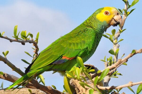 A wild Yellow-shouldered Amazon perches in a tree