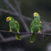 Wild Yellow-shouldered Amazons perch on a branch