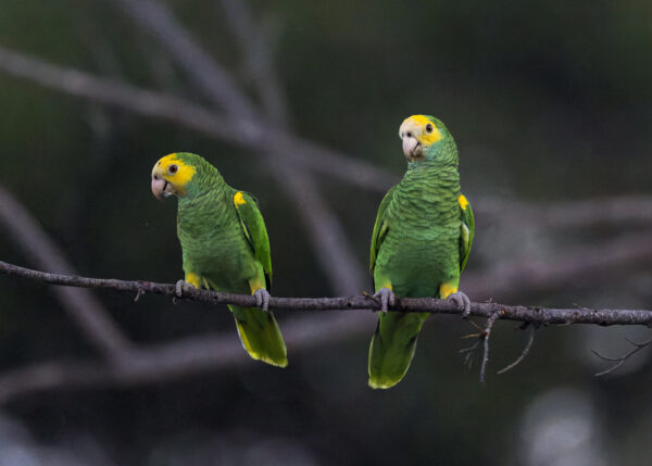 Wild Yellow-shouldered Amazons perch on a branch