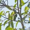 A wild Yellow-throated Hanging Parrot perches in a tree