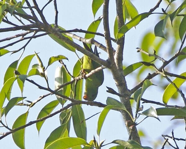 A wild Yellow-throated Hanging Parrot perches in a tree