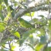 A wild Yellow-throated Hanging Parrot dangles in a tree