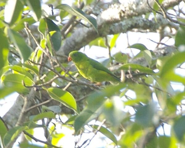 A wild Yellow-throated Hanging Parrot dangles in a tree