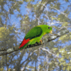 A Yellow-throated Hanging Parrot perches on a branch