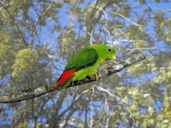 A Yellow-throated Hanging Parrot perches on a branch